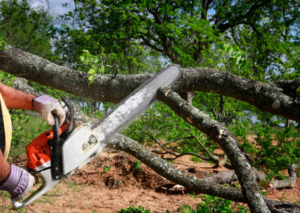 Best Tree Removal Contractors  in Mukwonago, WI